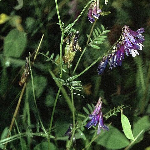 Vicia villosa subsp. varia unspecified picture