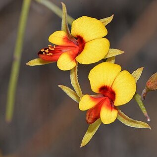 Jacksonia racemosa unspecified picture