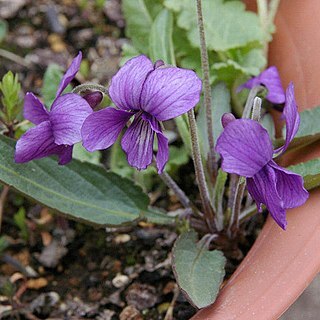 Viola mandshurica unspecified picture