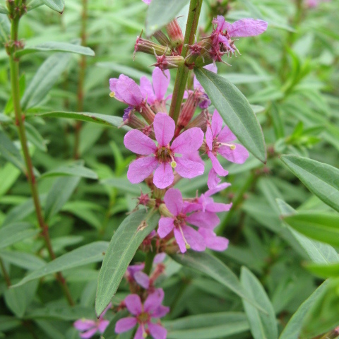 Lythraceae unspecified picture