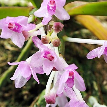 Vanda nana unspecified picture