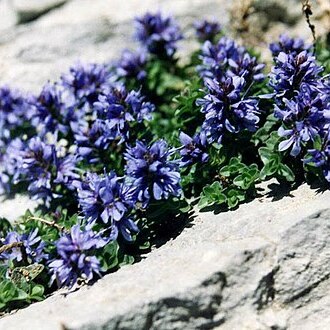 Veronica nummularia unspecified picture