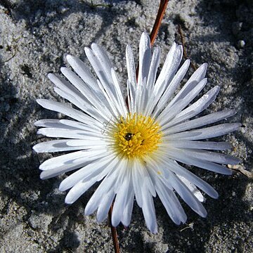 Lampranthus reptans unspecified picture