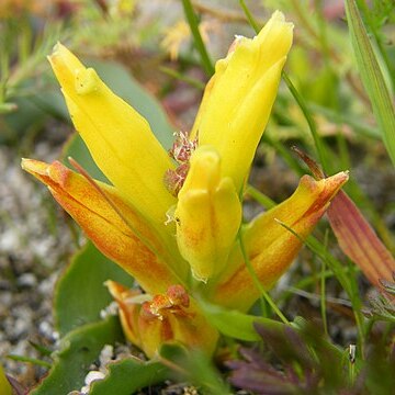 Lachenalia reflexa unspecified picture