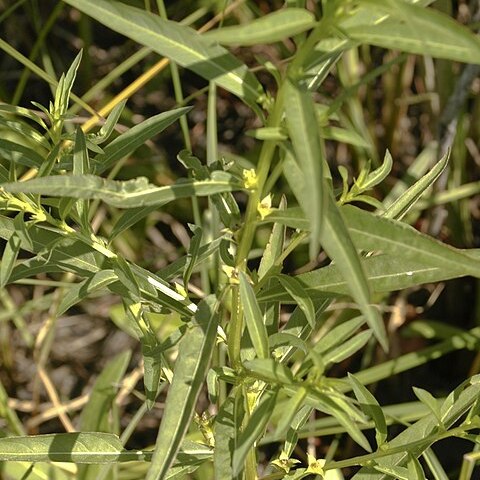 Ludwigia polycarpa unspecified picture