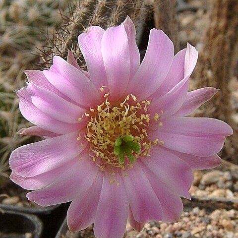 Echinocereus schmollii unspecified picture