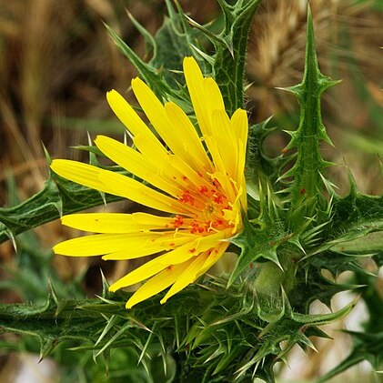 Scolymus unspecified picture