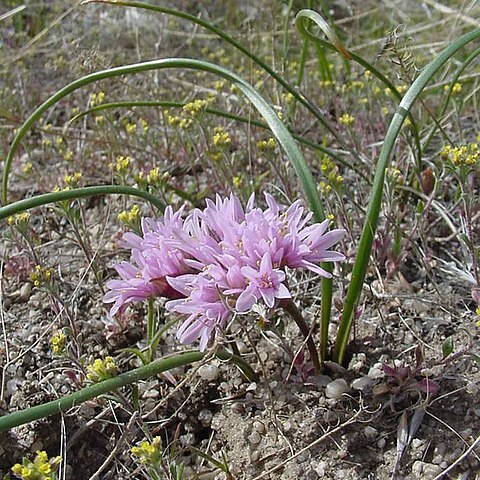 Allium aaseae unspecified picture