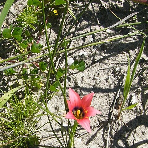 Romulea obscura unspecified picture