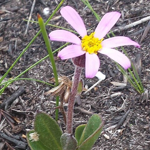 Mairia coriacea unspecified picture