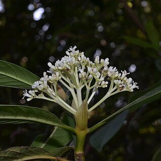 Psychotria truncata unspecified picture