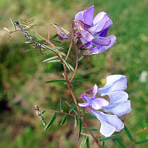 Vicia andicola unspecified picture