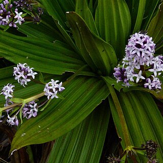 Hedyotis verticillaris unspecified picture