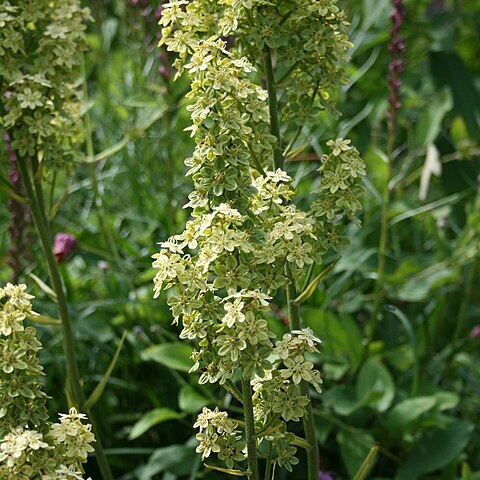 Veratrum virginicum unspecified picture