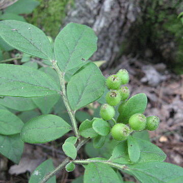 Vaccinium hirsutum unspecified picture