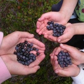 Vaccinium deliciosum unspecified picture