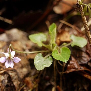 Viola hondoensis unspecified picture