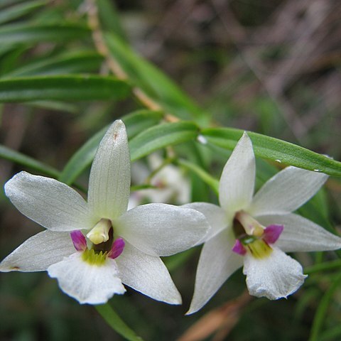 Dendrobium cunninghamii unspecified picture