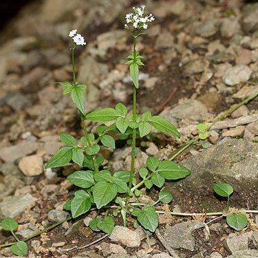 Valeriana flaccidissima unspecified picture