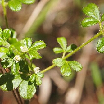 Zieria minutiflora unspecified picture