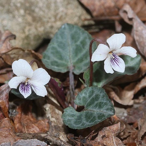 Viola sieboldii unspecified picture