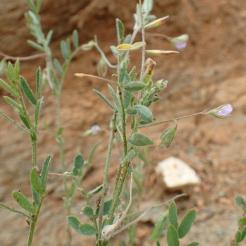 Vicia loiseleurii unspecified picture