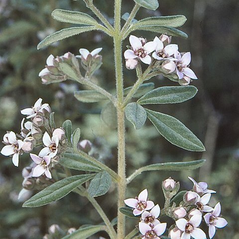 Zieria cytisoides unspecified picture