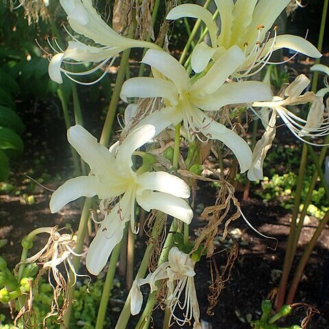 Lycoris caldwellii unspecified picture