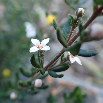 Zieria odorifera unspecified picture