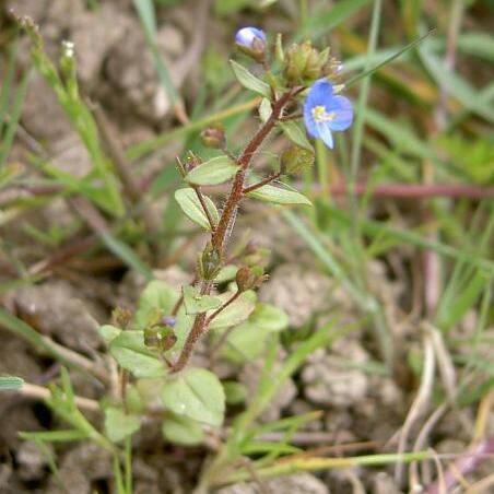 Veronica acinifolia unspecified picture