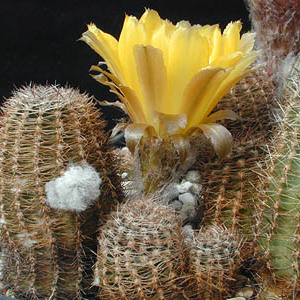 Echinopsis densispina unspecified picture