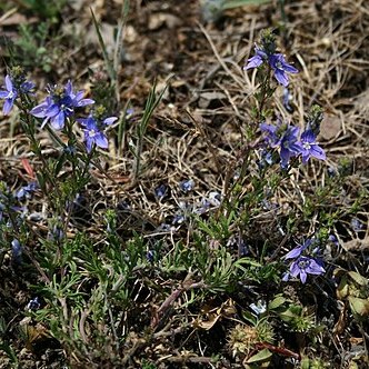 Veronica multifida unspecified picture