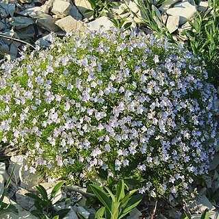 Veronica filifolia unspecified picture