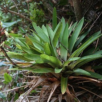 Werauhia williamsii unspecified picture