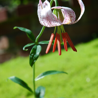 Lilium kelloggii unspecified picture