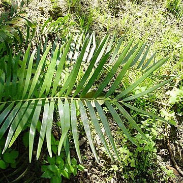 Zamia integrifolia unspecified picture