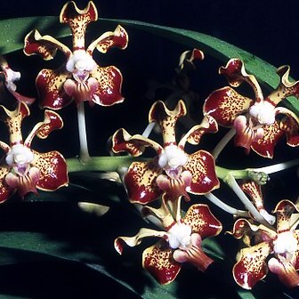 Vanda merrillii unspecified picture