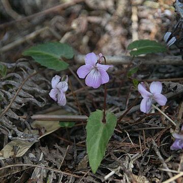 Viola violacea unspecified picture