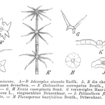 Peltanthera floribunda unspecified picture