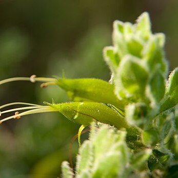 Eremophila subfloccosa unspecified picture