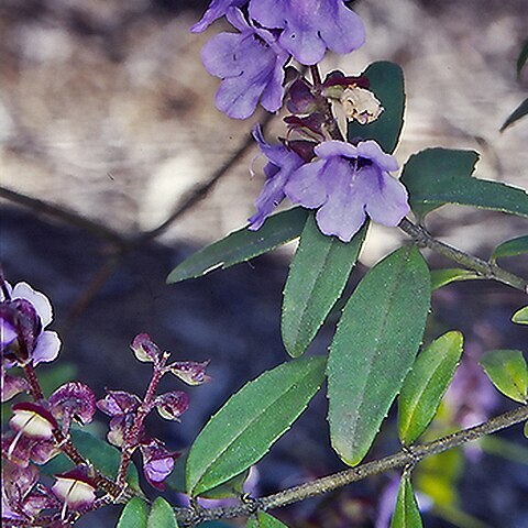 Prostanthera caerulea unspecified picture