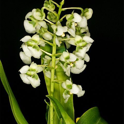 Zygostates grandiflora unspecified picture