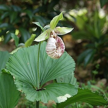 Cypripedium japonicum unspecified picture