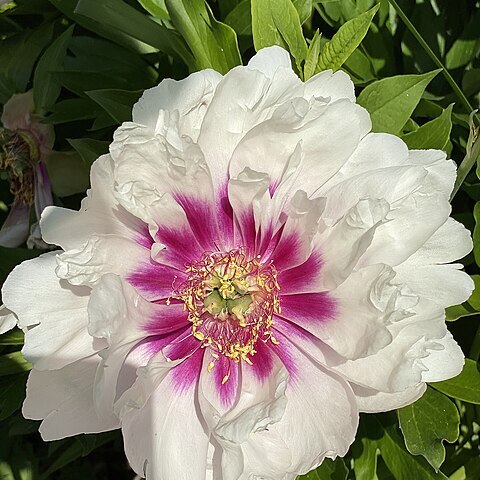 Paeonia rockii unspecified picture