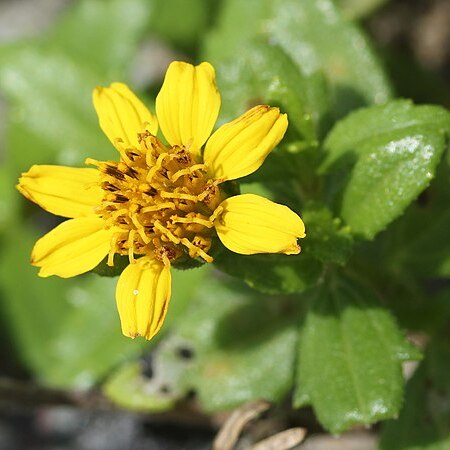 Wollastonia dentata unspecified picture