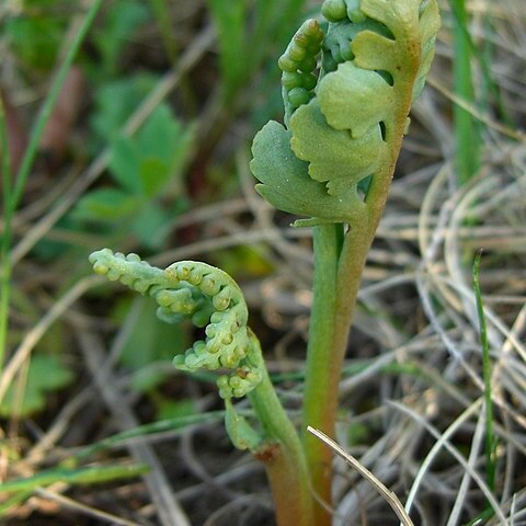 Botrychium hesperium unspecified picture