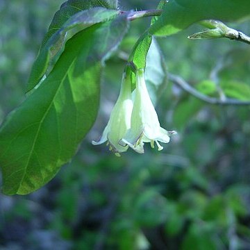 Lonicera canadensis unspecified picture