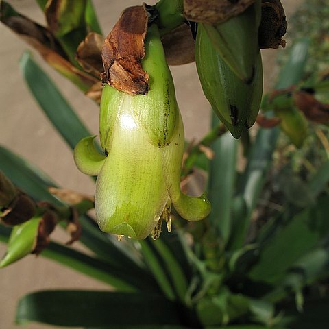 Werauhia werckleana unspecified picture