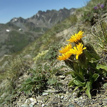 Crepis rhaetica unspecified picture