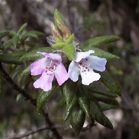 Westringia davidii unspecified picture